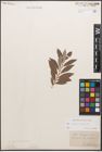 Foto von Salix caprea L. x Salix purpurea L.